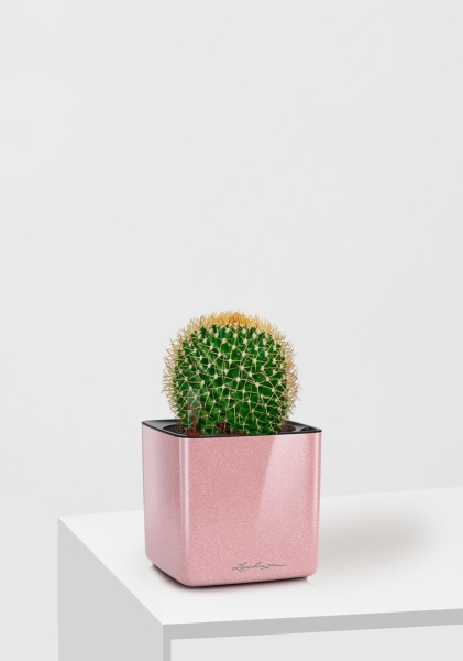 Кактус Маммиллярия Полителе 12/20 см в CUBE GLOSSY KISS 14 Кактус Маммиллярия Полителе 12/20 см в CUBE GLOSSY KISS 14