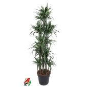 Драцена Улисес 2 ствола d34 см h210 см