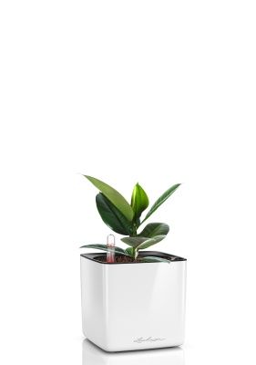 Фикус Эластика Робуста 9/20 см в CUBE GLOSSY 14, белый блестящий Фикус Эластика Робуста 9/20 см в CUBE GLOSSY 14, белый блестящий