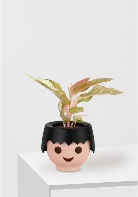 Аглаонема Шартрез Прити "Chartreuse Pretty" 12/30 см в OJO