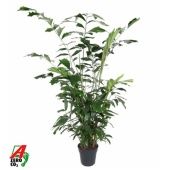 Кариота Митис d27 см h180 см Кариота Митис d27 см h180 см