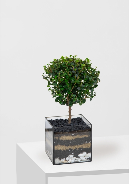 Флорариум с Мирсиной 25 см в кубе Флорариум с Мирсиной 25 см в кубе