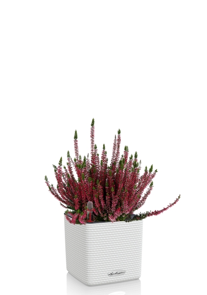 Вереск (Эрика) бордовый в CUBE COLOR 14