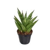 Сансевиерия Pineapple d8.5 см h30 см