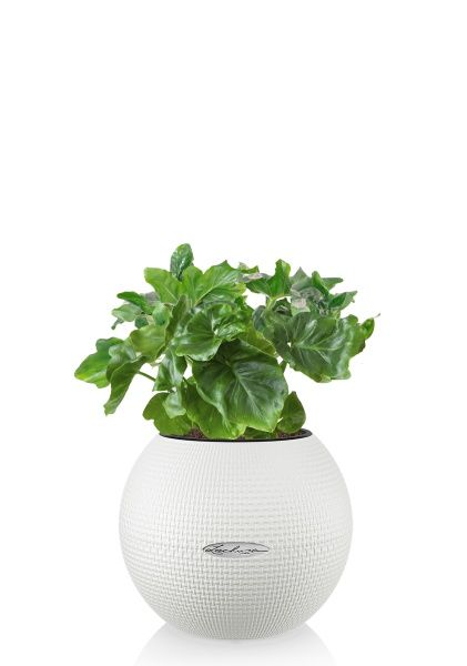 Филодендрон Атом в PURO 20