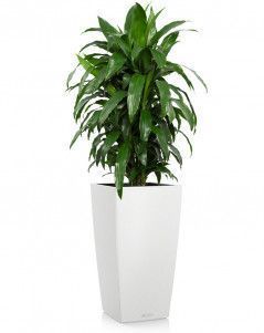 Драцена Джанет Крейг CUBICO COLOR 40/180 см Белый