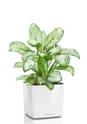 Аглаонема Кристина в CUBE GLOSSY 16, белый блестящий