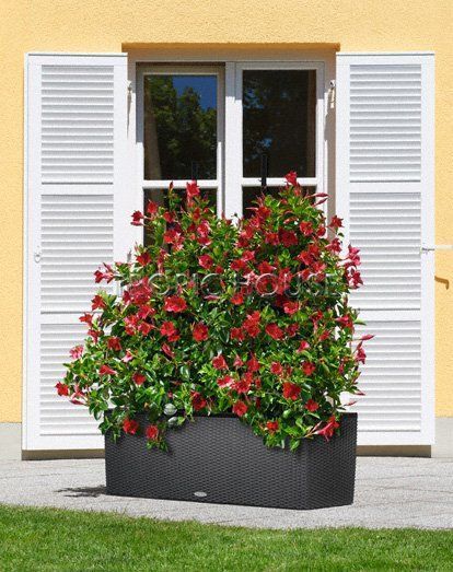 Решетки с изгибом для кашпо TRIO 40