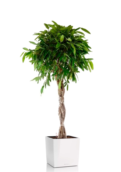 Фикус Амстел Кинг переплетенный 30/140 см в CUBE 40