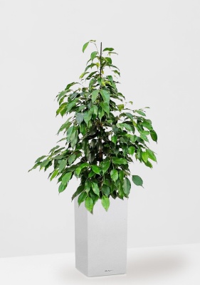 Фикус Бенджамина Экзотика 27/150 см в CANTO STONE HIGH 30 Фикус Бенджамина Экзотика 27/150 см в CANTO STONE HIGH 30