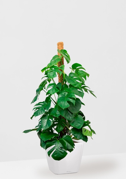 Монстера на опоре 27/150 см в QUADRO LS 35