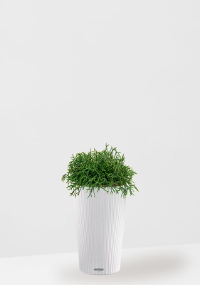 Рипсалис подвесной 17/30 см в CILINDRO 23 Рипсалис подвесной 17/30 см в CILINDRO 23