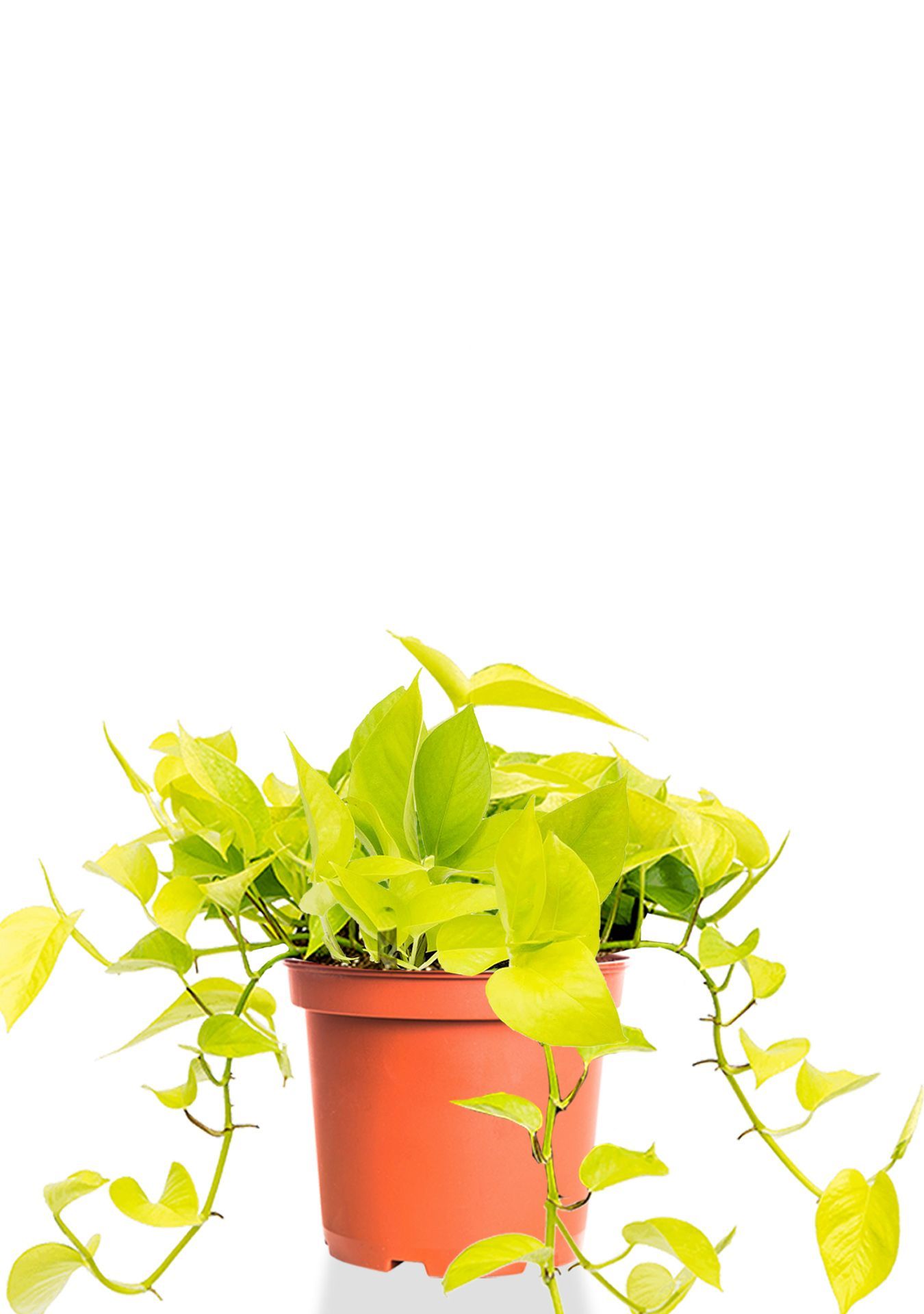 Сциндапсус Голден Потос 15/40 см