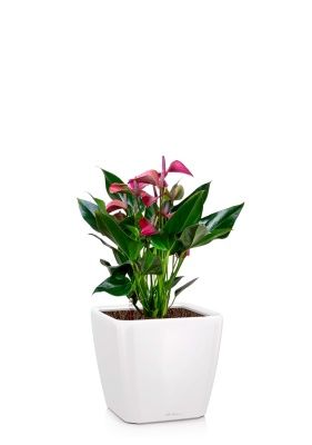 Антуриум Андрианум пурпурный 17/55 см в QUADRO LS 28, белый блестящий