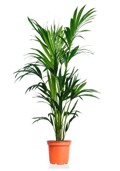 Ховея 27/190 см