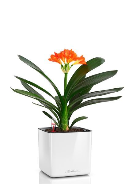 Кливия Оранж 13/50 см в CUBE GLOSSY 14 Кливия Оранж 13/50 см в CUBE GLOSSY 14