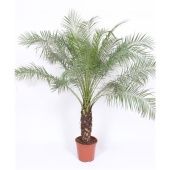 Финик Робелини d27 см h140 см Финик Робелини d27 см h140 см