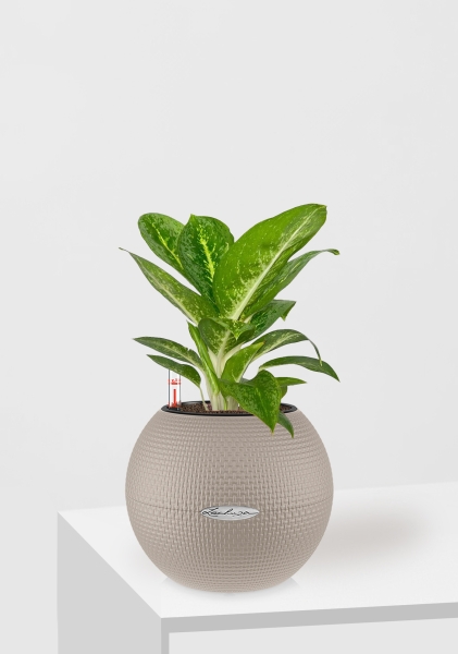 Аглаонема Еллоу Биколор 12/30 см в PURO 20 Аглаонема Еллоу Биколор 12/30 см в PURO 20