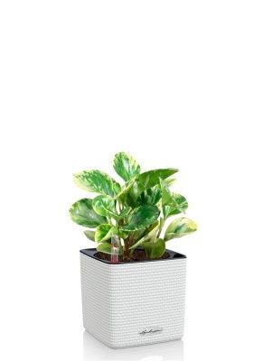 Пеперомия Уса 12/25 см в CUBE COLOR 14, белый Пеперомия Уса 12/25 см в CUBE COLOR 14, белый