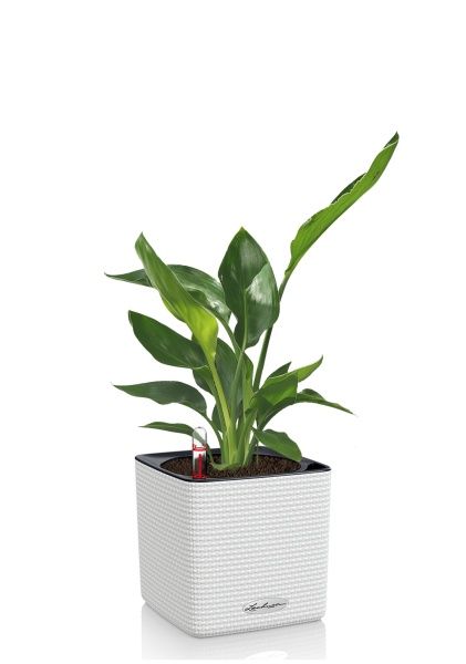 Стрелиция Регина в CUBE COLOR 14