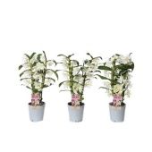 Дендробиум Nobile Apollon 2 ствола белый d12 см h45 см тип 1