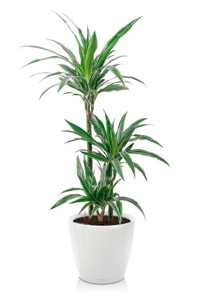 Драцена Варнески 3 ствола 21/110 в CLASSICO LS 28 Драцена Варнески 3 ствола 21/110 в CLASSICO LS 28