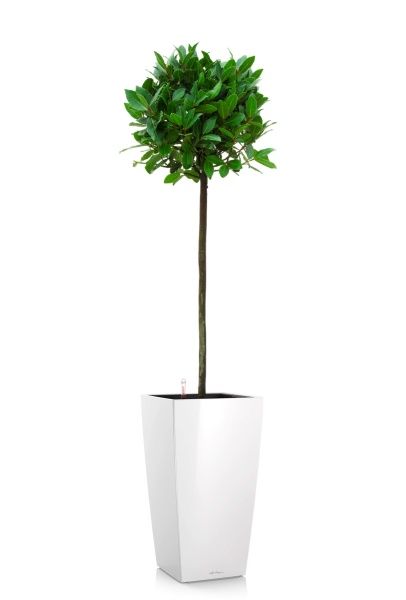 Лавр Нобилис 21/120 в CUBICO 30