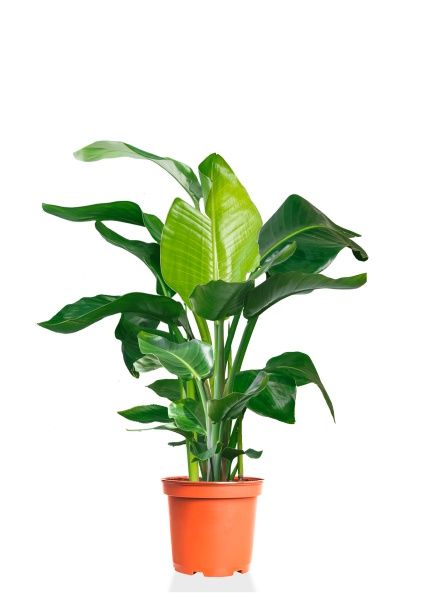 Стрелиция Николай 27/140 см Стрелиция Николай 27/140 см