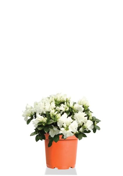 Азалия индика микс 12/25 см