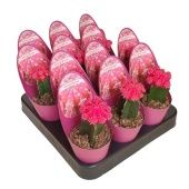 Гимнокалициум Cactus Grafted Fuchsia Pink Potcover d6.5 см h8 см