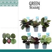 Калатея микс d12 см h35 см