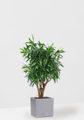 Драцена Песнь Ямайке 27/90 см в CANTO STONE LOW 30