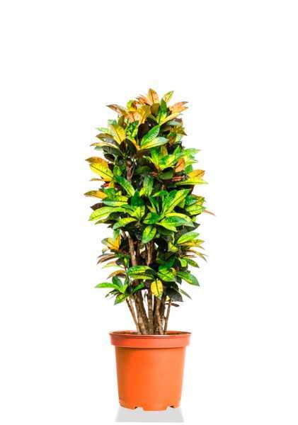 Кротон Кодиеум Миссис Айстон бранч d31 см h130 см