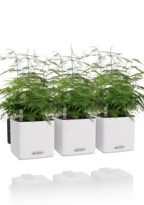 Аспарагус в ЗЕЛЕНАЯ СТЕНА Home Kit Color 15, белый