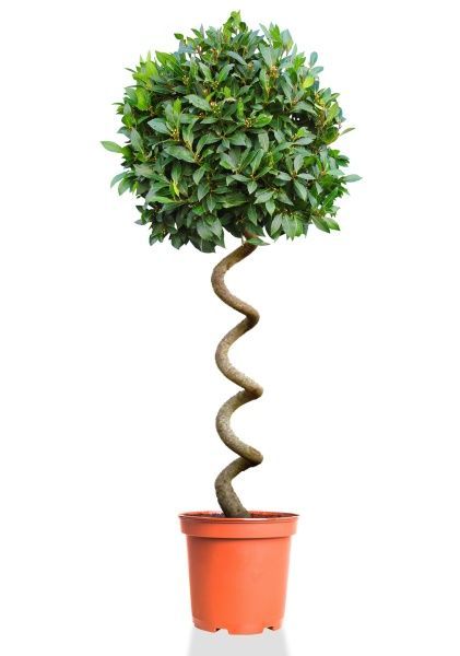 Лавр на стволе спираль 32/180 см Лавр на стволе спираль 32/180 см