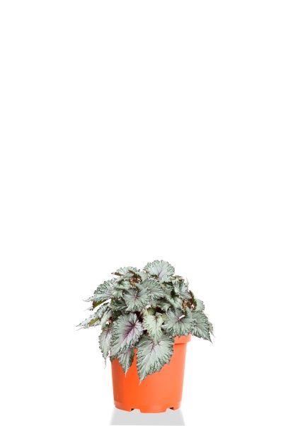 Бегония Белиф Хавайн Сильвер 13/25 см