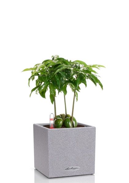 Кастаноспермум в CANTO STONE 14