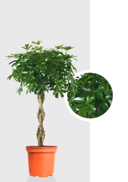 Шеффлера Компакта на стволе 30/160 см