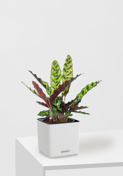 Калатея Лансифолия 12/30 см в CUBE Color 14 