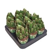 Кактус Цереус Флорида d6.5 см h8 см