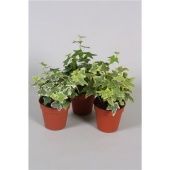 Хедера микс d9 см h5 см