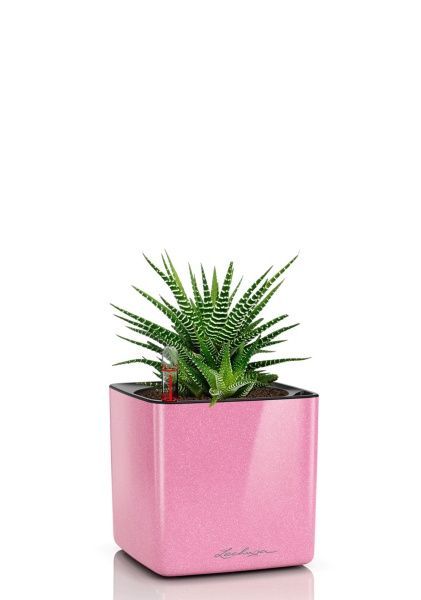 Хавортия микс 10 см в CUBE GLOSSY KISS 14