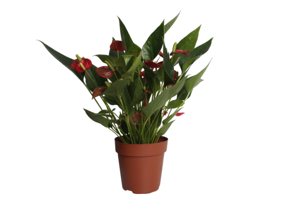 Антуриум Андрианум Карма красный d12 см h43 см тип 1