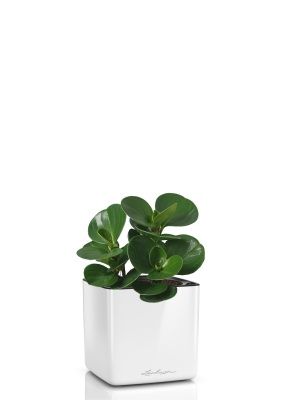 Пеперомия Грин в CUBE GLOSSY 14, белый блестящий Пеперомия Грин в CUBE GLOSSY 14, белый блестящий