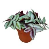 Традесканция Зебрина d12 см Традесканция Зебрина d12 см