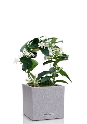 Стефанотис 12/30 см в CANTO STONE 14, серый камень