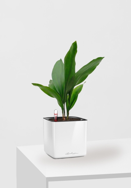 Аспидистра Элатиор 13/50 см в CUBE GLOSSY 16 Аспидистра Элатиор 13/50 см в CUBE GLOSSY 16
