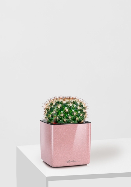 Кактус Маммиллярия Унцината 12/20 см в CUBE GLOSSY KISS 14