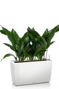 Аспидистра в CARARO 75