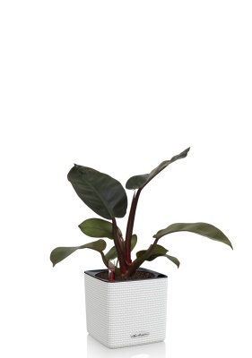 Филодендрон Блэк Кардинал 12/40 см в CUBE Color 16 Филодендрон Блэк Кардинал 12/40 см в CUBE Color 16